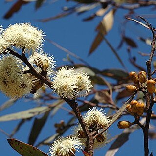 Eucalyptus scyphocalyx unspecified picture