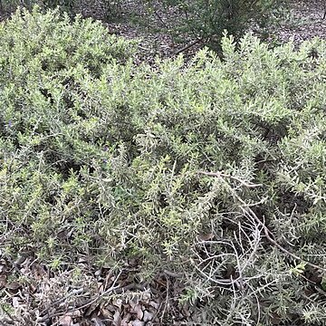 Acacia lanuginophylla unspecified picture