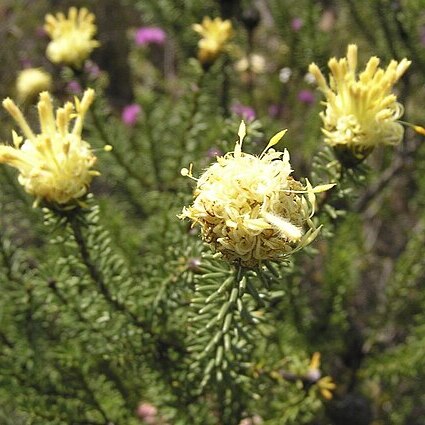 Petrophile cyathiforma unspecified picture