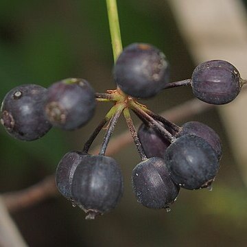 Polyscias australiana unspecified picture