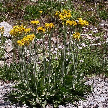 Senecio scorzonella unspecified picture