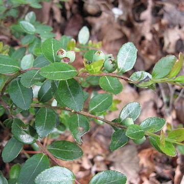 Gaylussacia brachycera unspecified picture