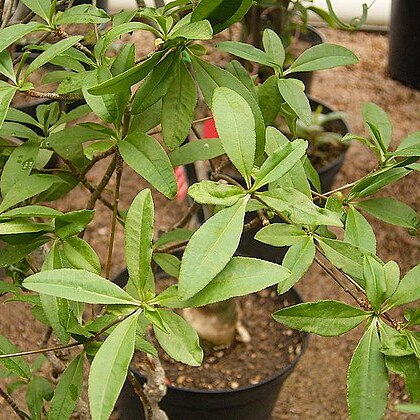 Euphorbia mahabobokensis unspecified picture