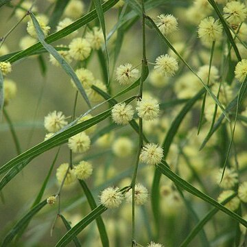 Acacia stictophylla unspecified picture