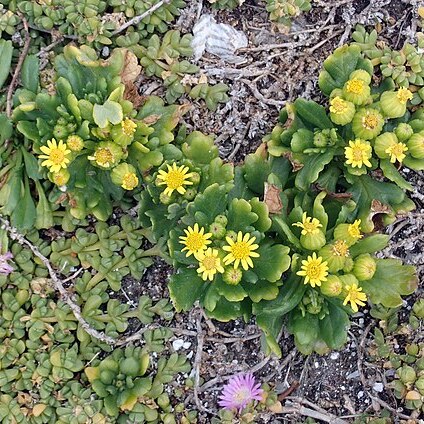 Senecio sterquilinus unspecified picture