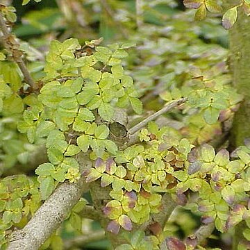 Fraxinus xanthoxyloides unspecified picture