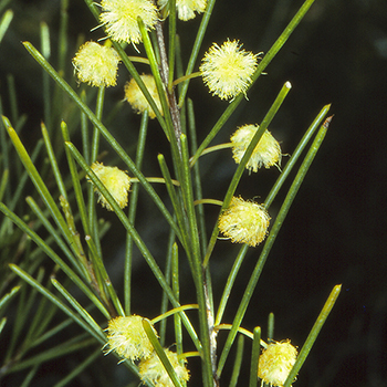 Acacia quadrilateralis unspecified picture