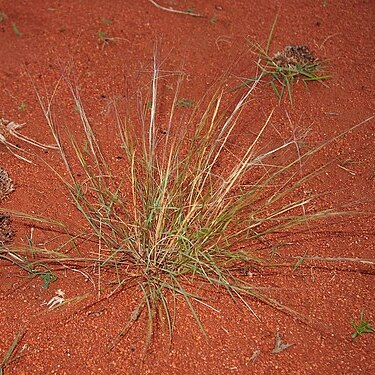 Aristida holathera unspecified picture