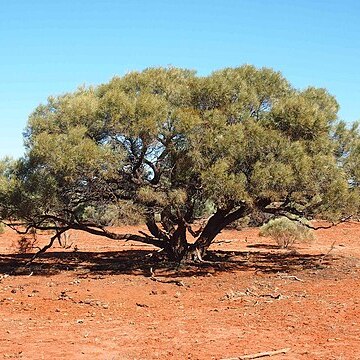 Acacia oswaldii unspecified picture