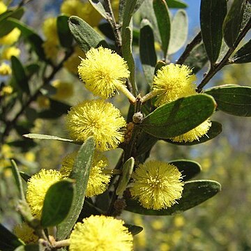 Acacia rostriformis unspecified picture