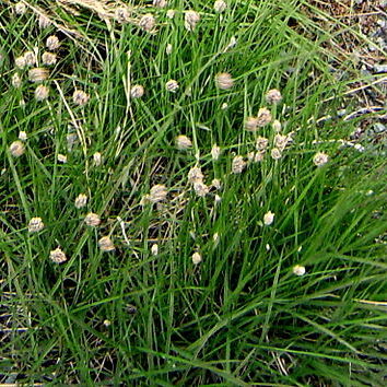 Alopecurus magellanicus unspecified picture