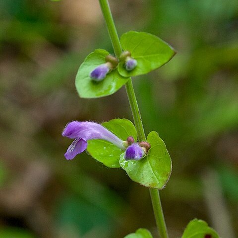 Scutellaria cardiophylla unspecified picture