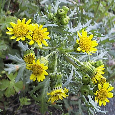 Senecio cambrensis unspecified picture