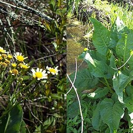 Senecio icoglossoides unspecified picture