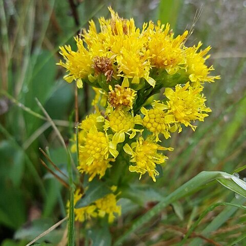 Senecio aronicoides unspecified picture