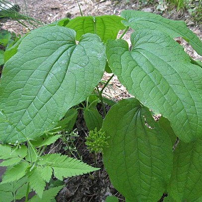 Smilax ecirrhata unspecified picture