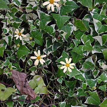 Senecio macroglossus unspecified picture