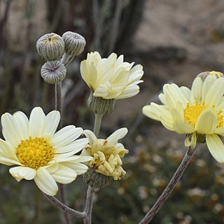 Senecio antofagastanus unspecified picture