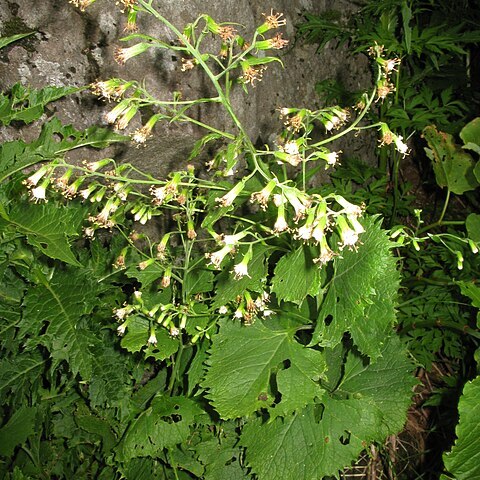 Parasenecio chokaiensis unspecified picture