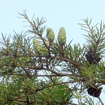 Nothotsuga longibracteata unspecified picture