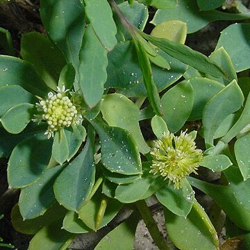 Acicarpha unspecified picture