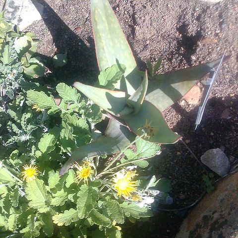 Aloe kouebokkeveldensis unspecified picture