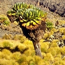 Dendrosenecio keniodendron unspecified picture