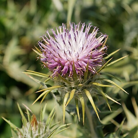 Cousinia pterocaulos unspecified picture