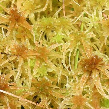 Sphagnum angustifolium unspecified picture