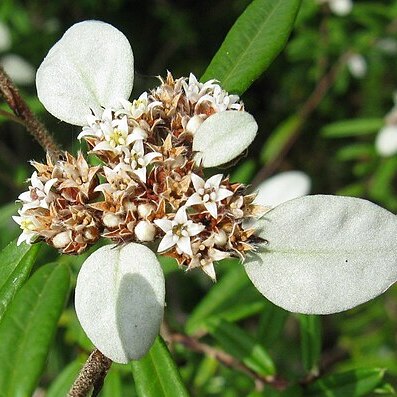 Spyridium burragorang unspecified picture