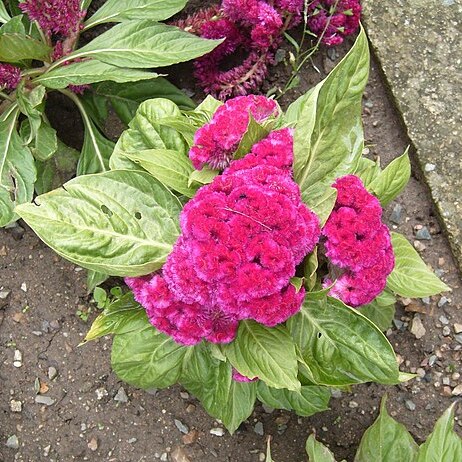 Celosia unspecified picture