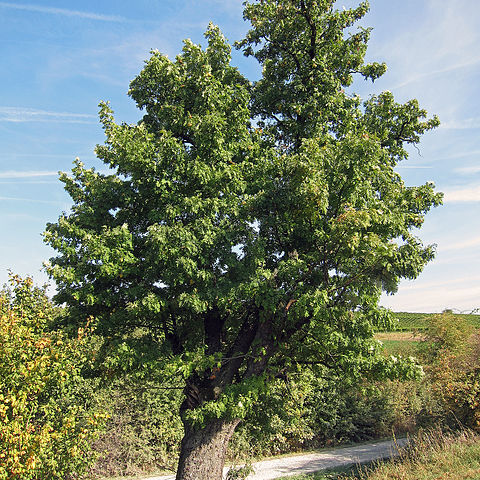 Sorbus domestica unspecified picture