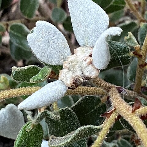 Spyridium coactilifolium unspecified picture