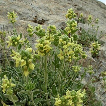 Sideritis phlomoides unspecified picture