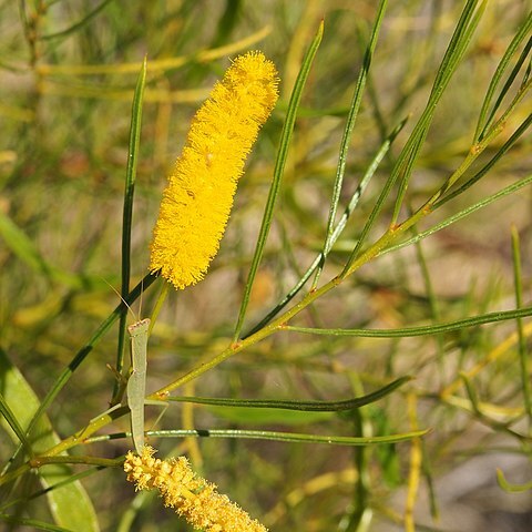 Acacia chisholmii unspecified picture