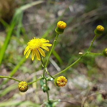 Senecio ilicifolius unspecified picture