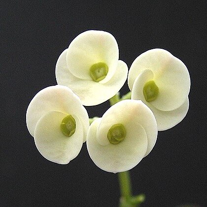 Euphorbia mangelsdorffii unspecified picture