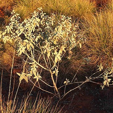 Dicrastylis gilesii unspecified picture