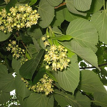 Tilia maximowicziana unspecified picture