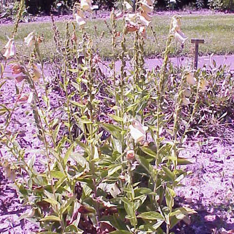 Digitalis ciliata unspecified picture