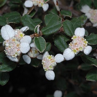 Spyridium thymifolium unspecified picture