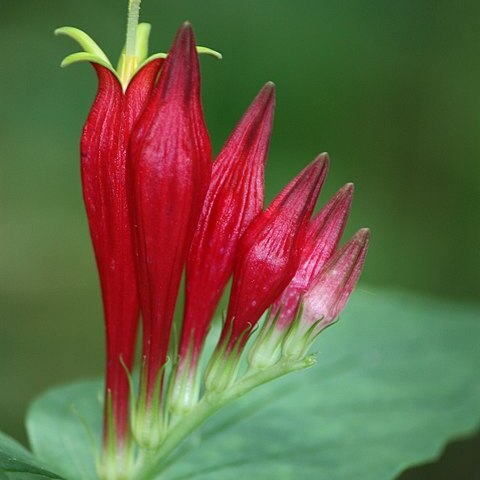 Spigelia unspecified picture