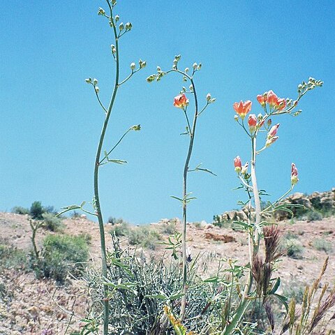 Sphaeralcea gierischii unspecified picture