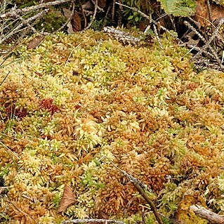 Sphagnum papillosum unspecified picture