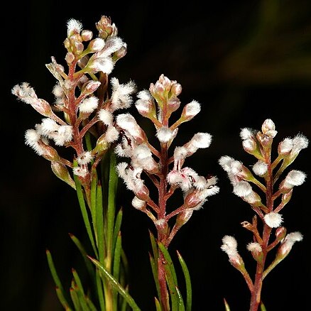 Spatalla racemosa unspecified picture