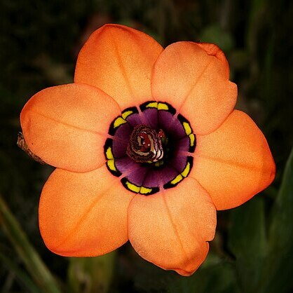 Sparaxis elegans unspecified picture