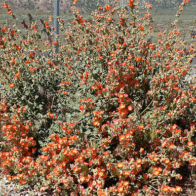 Sphaeralcea unspecified picture