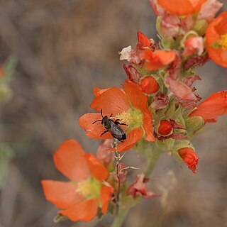 Sphaeralcea munroana unspecified picture