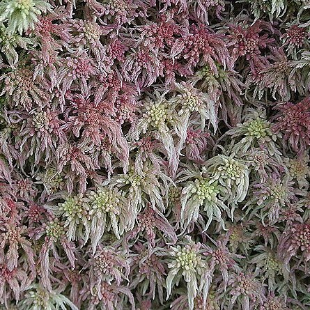 Sphagnum meridense unspecified picture