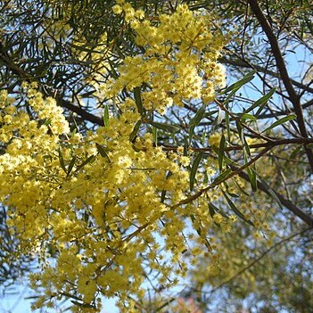 Acacia decora unspecified picture